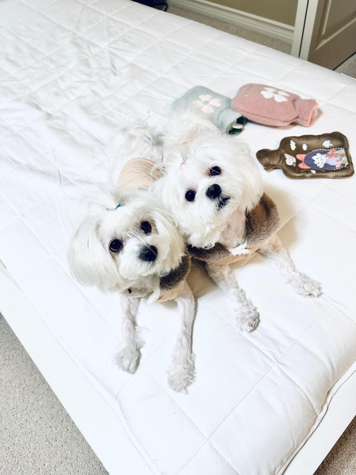 Scorpio House Langley Room 2 외부 사진